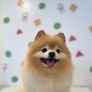 아띠 | 24시간 운영 해운대애견미용 몽아띠 방문 후기