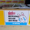 카페-승마 뷰제주하늘-낙타체험-지브리샵-코리코카페-제주기념품샵-서귀포올레시장(메밀꽃치킨, 야시장))