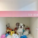 놀면뭐하개 이미지