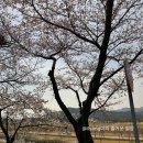 낙동로 | [경남/양산/캠핑장] 벚꽃캠핑, 부산 근교 캠핑장 ‘황산캠핑장’ 22번사이트, 내돈내산 솔직후기