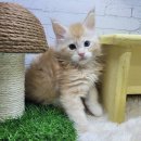 고양이전문점 허니캣 이미지