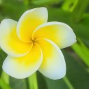 플루메리아 이미지