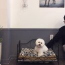 강아지 이발관 이미지