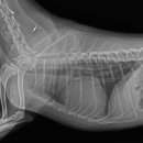 장현 동물병원 이미지