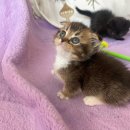 심쿵냥 고양이분양 | 직접키워 더 건강하고 성격좋은 먼치킨분양