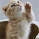맘스캣(MOMSCAT) 이미지
