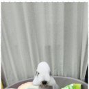 즐거운 애견 이미지