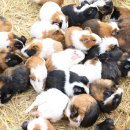 흥마농장 이미지