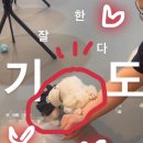 두젠틀(DOGENTLE) 이미지