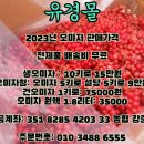 유경몰 2023년 문경 햇오미자 주문 받습니다 / 오미자 / 청 / 원액 / 건오미자 / *** **** **** 이미지