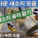 새소리 새이름 꾀꼬리소리 꿩소리 예쁜 소리 뻐꾸기 울음소리 동고비 여러 종류 소리 공부 이미지