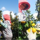 영숙농장 이미지