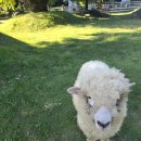 동선2목장 이미지