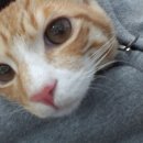 태화동물병원 이미지