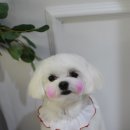 빛나펫살롱 이미지