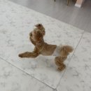 포그니유치원 이미지