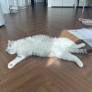 행복보일러
