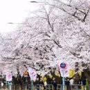서울나들이 봄축제 여의도 벚꽃 윤중로 벚꽃 만개 이미지