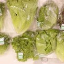 광채농장 이미지