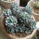 블루빈스 이미지