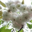 겹벚꽃 이미지