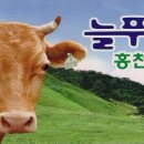 늘푸름홍천한우프라자 이미지