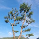 호수와 소나무 이미지