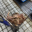 밀양강촌횟집 부산점 | [부산/사하] 부산 대게 맛집 다대씨파크 활어회 추천 "밀양활어" 오륙도 초장집 내 돈 내산 후기