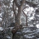 솔바위 Daum카페