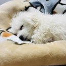 봉봉샵 | [애견미용] 장안동 봉봉샵 비숑 뭉치 모아보기