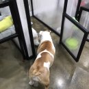 예뻐질개 이미지