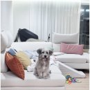 까까펫살롱 이미지