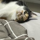 입큰아구&알곤이찜 아산점 이미지