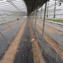 국대농장 이미지