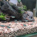 아쿠아테라 수족관 | 알비노 네온 테트라 키우기 - 특징·성격·합사까지 한 번에 정리