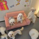 새롬애견 이미지