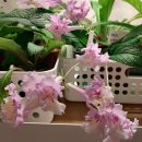 스프링폴 이미지