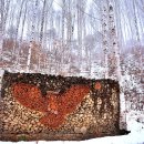 원대리 자작나무숲 이미지