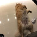 개꿀 이미지