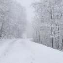 포레스트밸리 이미지