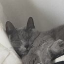 밥이보약 | [내돈내산] 하림펫푸드 밥이보약 강아지 사료 튼튼한 관절 후기