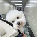 단추펫살롱 이미지