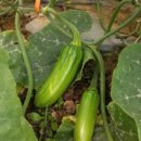 손씨농장 이미지