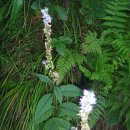 긴산꼬리풀 / Long-leaf spike speedwell 이미지