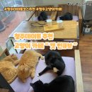 캣인큐브 | 데이트코스 청주 고양이강아지카페 캣인큐브