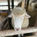 바다목장식당 | 강원도 아이와 가볼만한곳 대관령 양떼목장 식당 숙소 후기