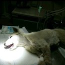 평강주유소 이미지