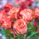 대한꽃집 이미지