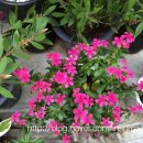 천우화원 이미지