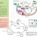 한의대로R | [공지] 성인여드름, “뿌리”를 뽑아야 합니다 — 10년 넘은 만성 여드름 극복한 식단